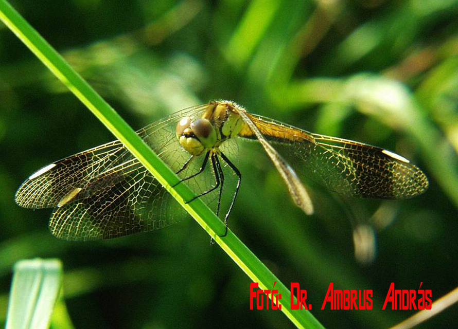 Sympetrum pedemontanum - szalagos katona-szitakötő