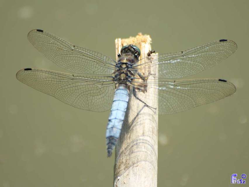 Orthetrum cancellatum - feketefarkú pásztorszitakötő
