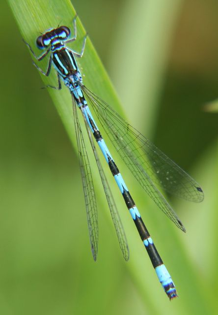 Coenagrion ornatum - díszes légivadász