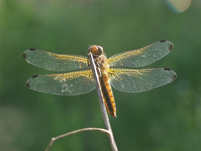 Libellula fulva - kisfoltos laposacsa