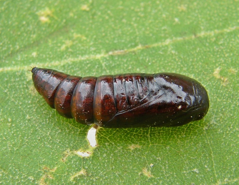 Acronicta tridens - barnás szigonyosbagoly