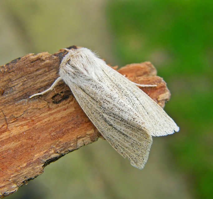 Simyra albovenosa - mocsári lándzsásbagoly