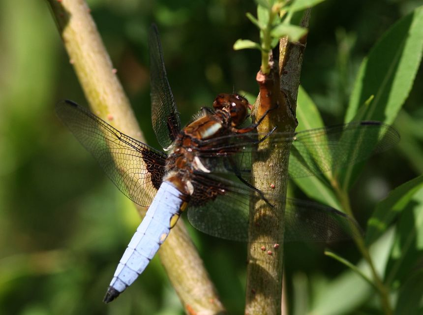 Libellula depressa - széles laposacsa
