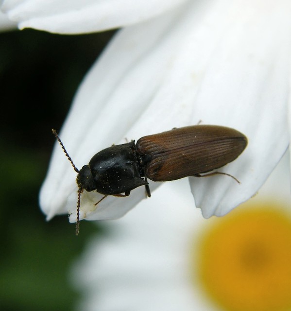 Agriotes ustulatus - mezei pattanó