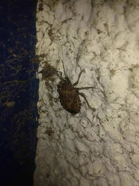 halyomorpha halys - Halyomorpha halys