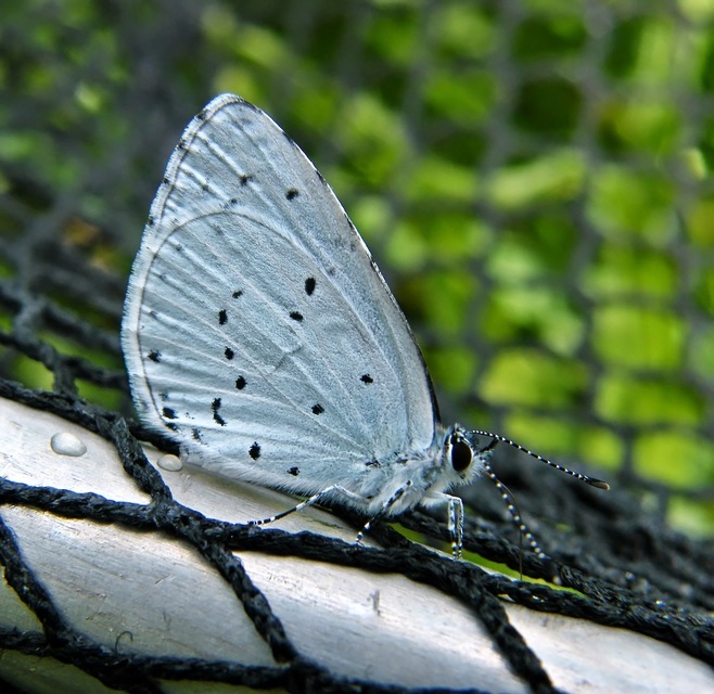 Celastrina argiolus - bengeboglárka