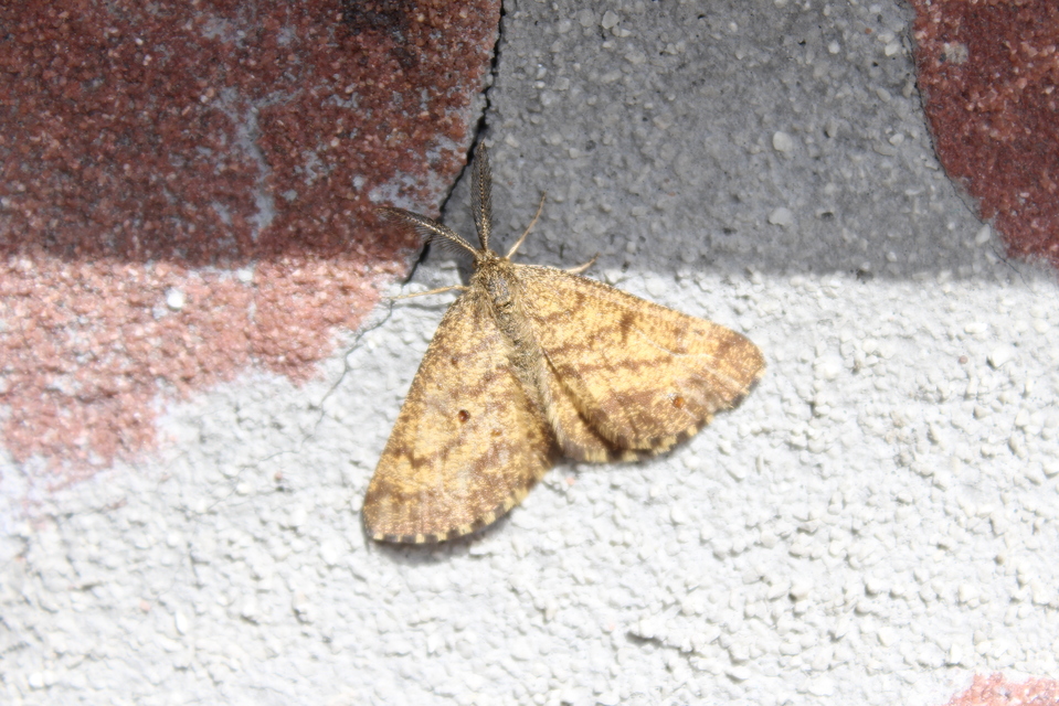Ematurga atomaria - barna rétiaraszoló
