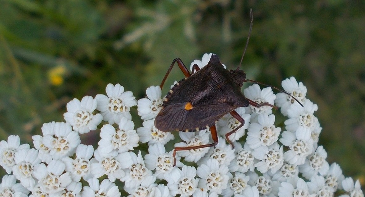 Pentatoma rufipes - vöröslábú címerespoloska Pentatoma rufipes - vöröslábú címerespoloska