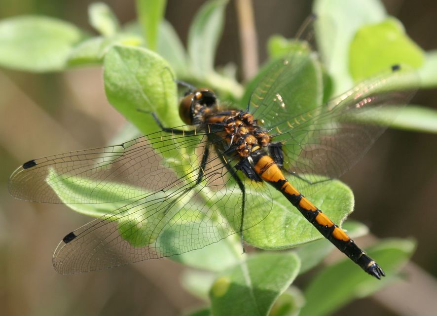 Leucorrhinia pectoralis - lápi álarcos-szitakötő