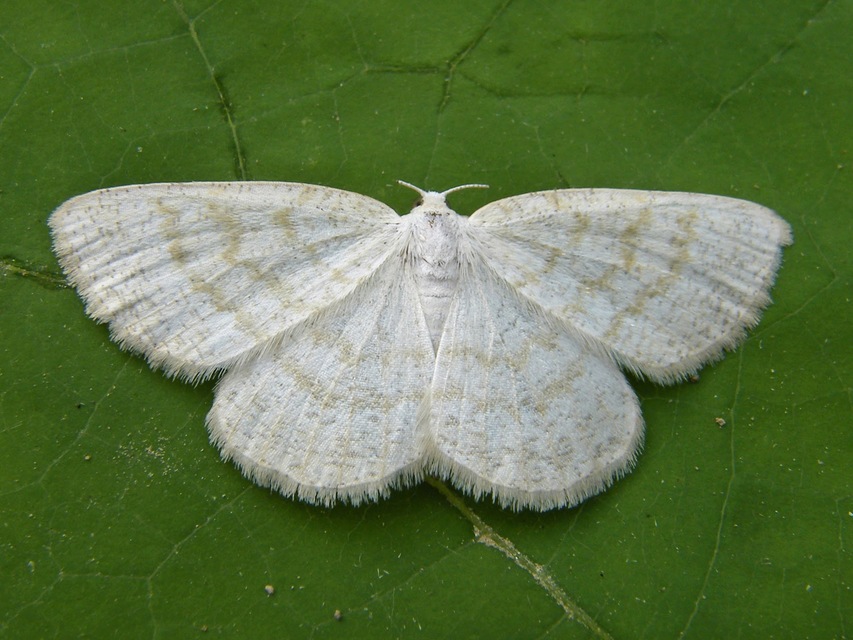 Cabera exanthemata - pettyes égeraraszoló