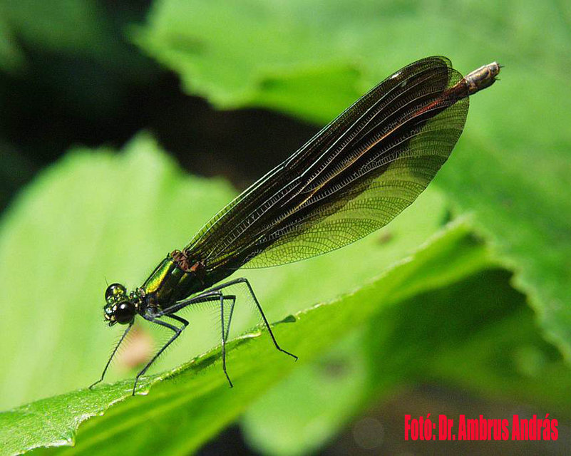 Calopteryx virgo - kisasszony-szitakötő