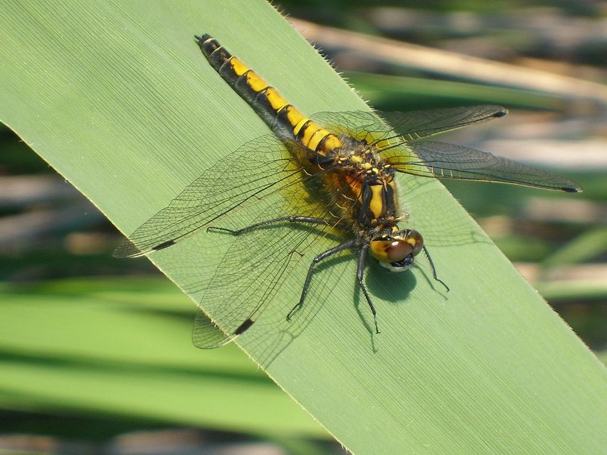 Leucorrhinia pectoralis - lápi álarcos-szitakötő