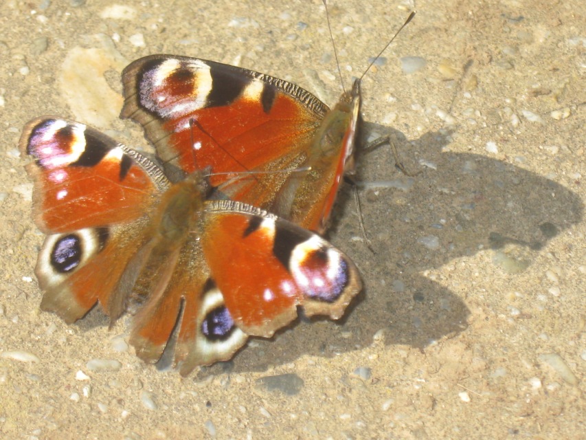Nymphalis io - nappali pávaszem