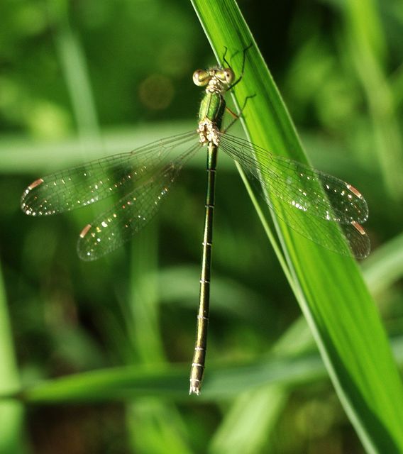 Lestes virens vestalis - kis rablószitakötő