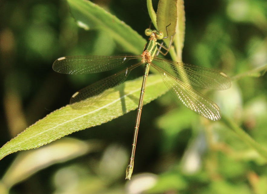 Lestes barbarus - foltosszárnyjegyű rablószitakötő