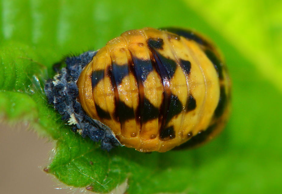 Coccinella septempunctata - hétpettyes katica