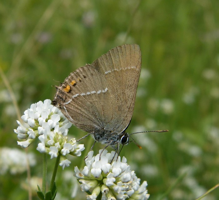 Satyrium spini - kökény-csücsköslepke
