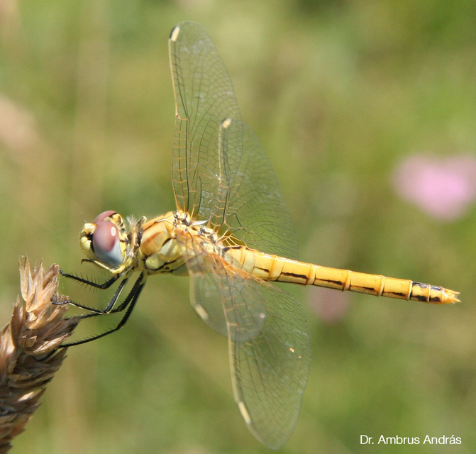 Sympetrum fonscolombii - vándor katona-szitakötő