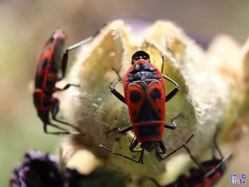 Pyrrhocoris apterus - verőköltő poloska