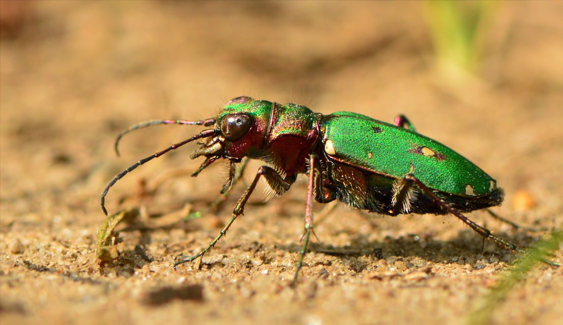 Cicindela campestris - mezei homokfutrinka