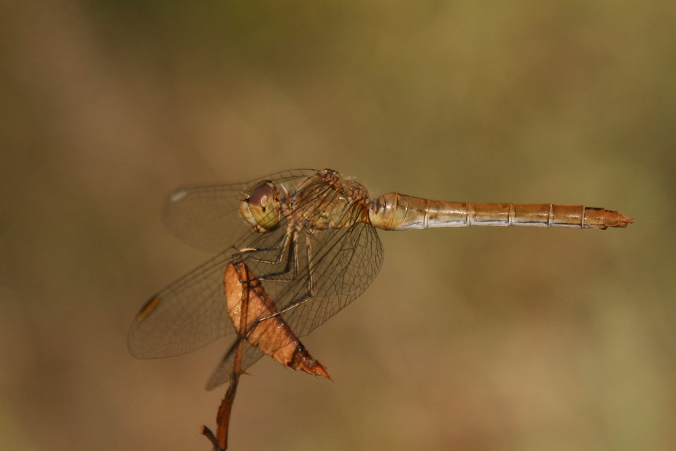 Sympetrum meridionale - fakó katona-szitakötő