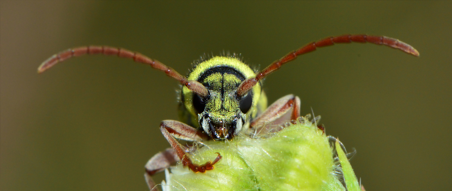 Echinocerus floralis - lucerna-darázscincér