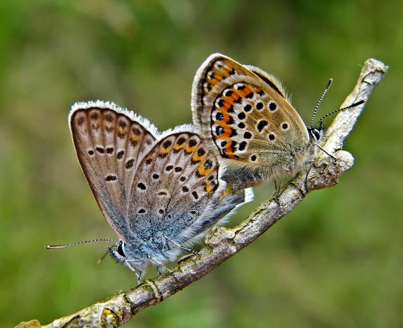 Plebejus argus - ezüstös boglárka