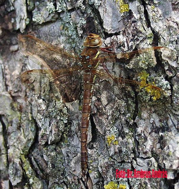 Aeshna grandis - vörösbarna karcsúacsa Aeshna grandis - vörösbarna karcsúacsa