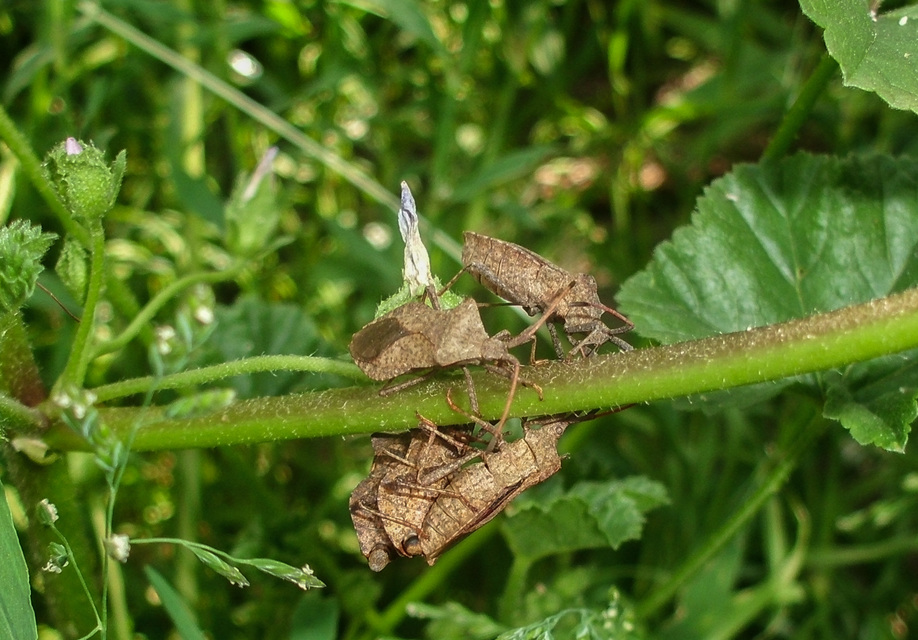 Coreus marginatus - közönséges karimáspoloska