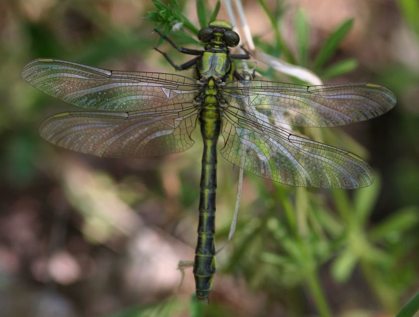 Gomphus vulgatissimus - feketelábú folyami-szitakötő