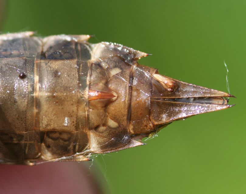 Anax imperator - zöld óriásacsa