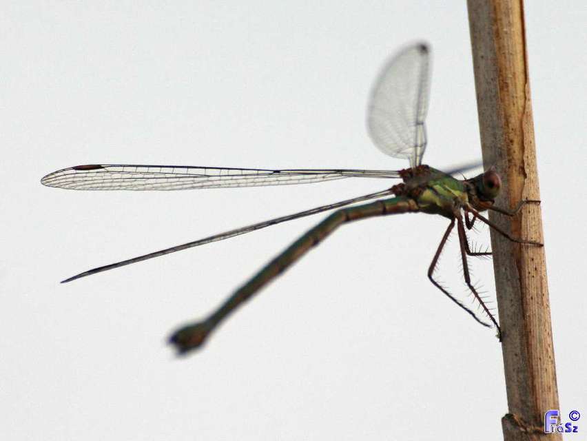 Chalcolestes viridis - nyugati zöld-rablószitakötő