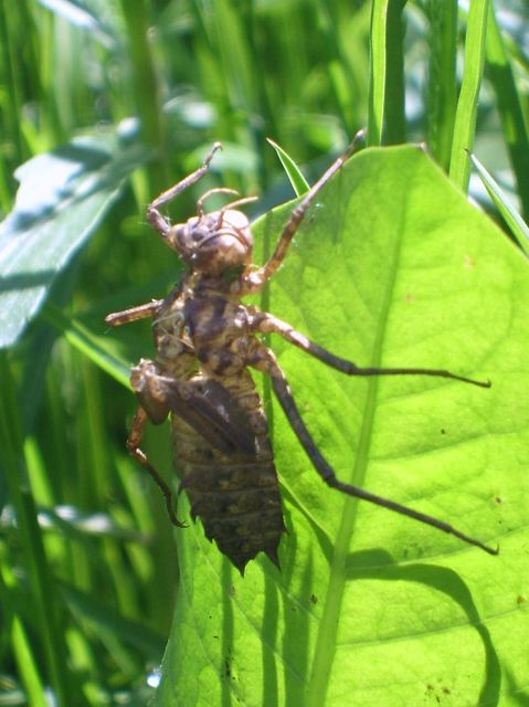Epitheca bimaculata - kétfoltos sárkányszitakötő