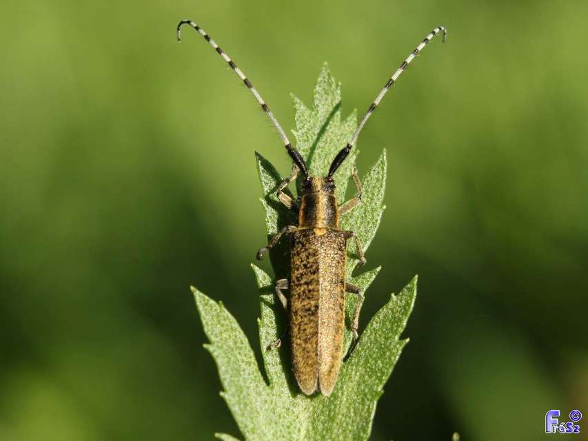 Agapanthia villosoviridescens - fehérgyűrűs bogáncscincér