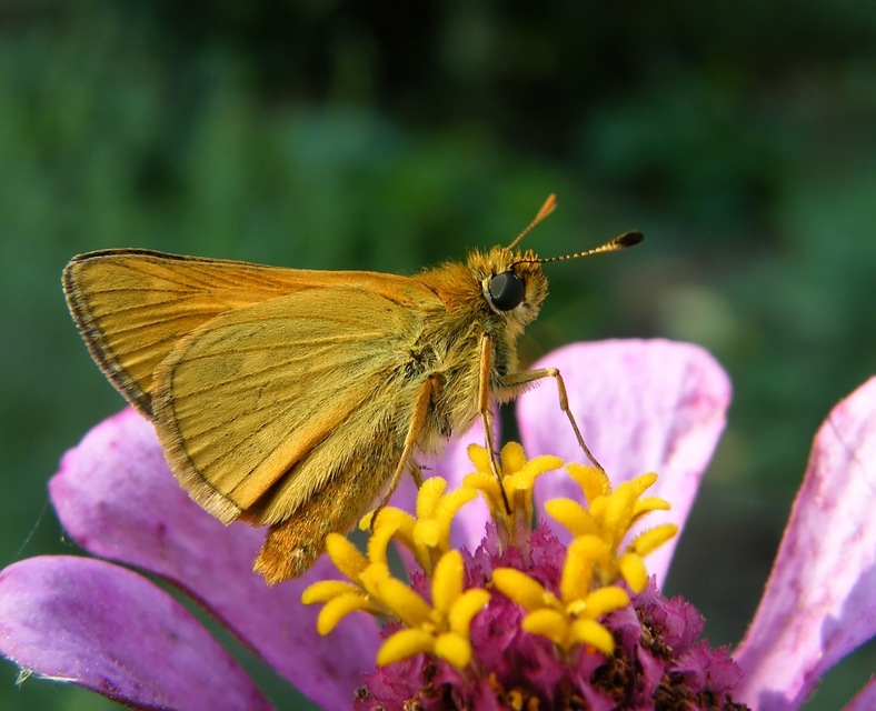 Ochlodes sylvanus - erdei busalepke