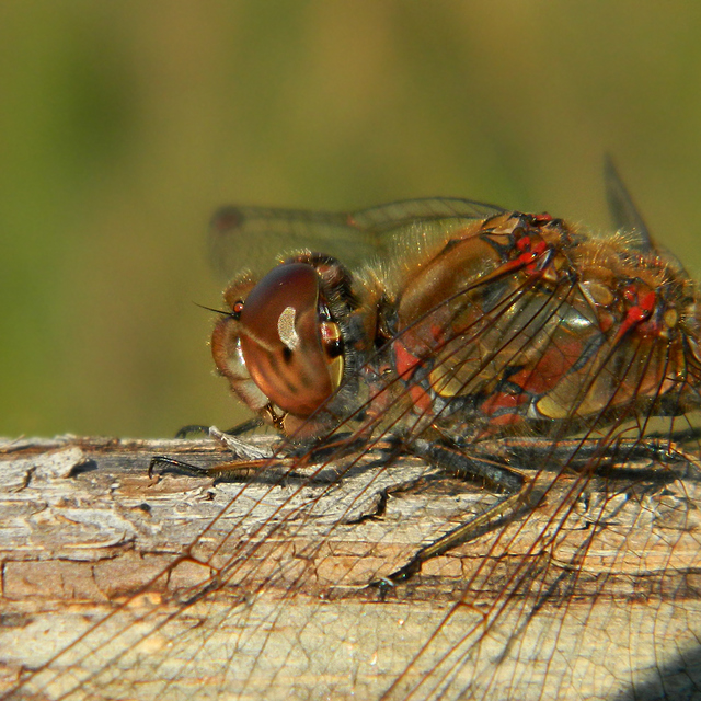 Sympetrum striolatum - harántsávos katona-szitakötő