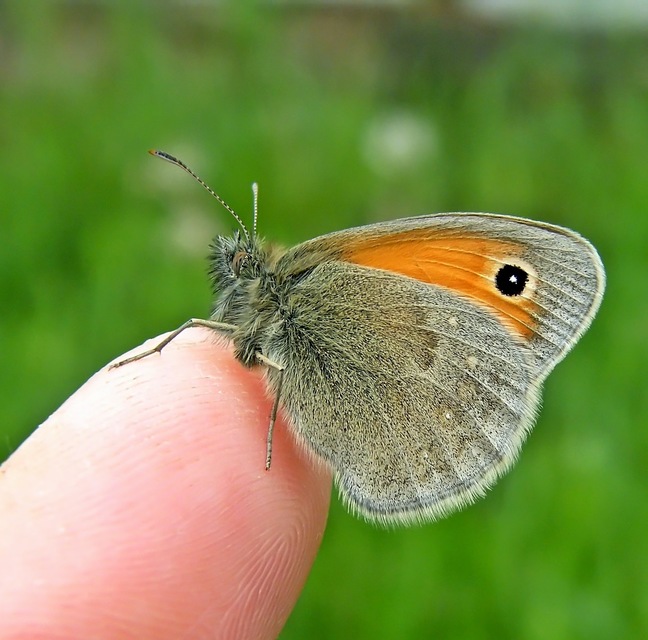 Coenonympha pamphilus - kis szénalepke
