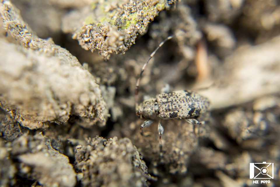 Leiopus nebulosus - öves gesztcincér