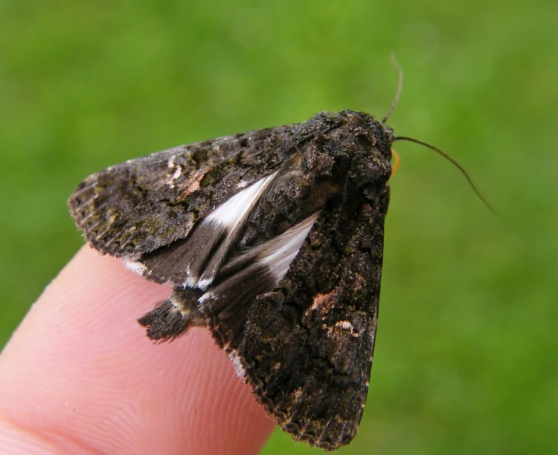 Anophia leucomelas - déli folyófűbagoly