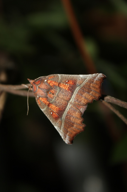 Scoliopteryx libatrix - vörös csipkésbagoly