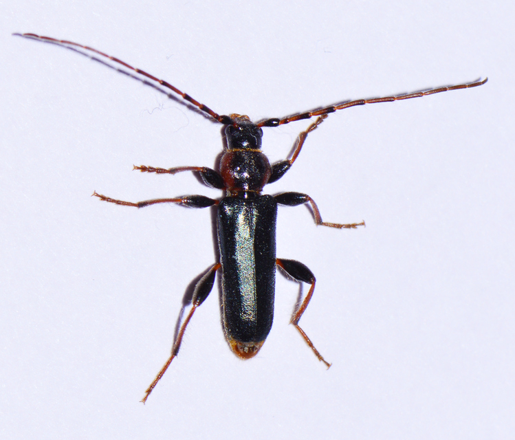 Phymatodes testaceus - változékony korongcincér