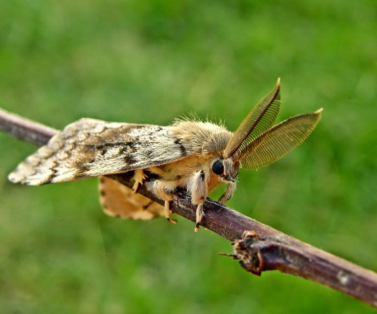 Lymantria dispar - gyapjaslepke