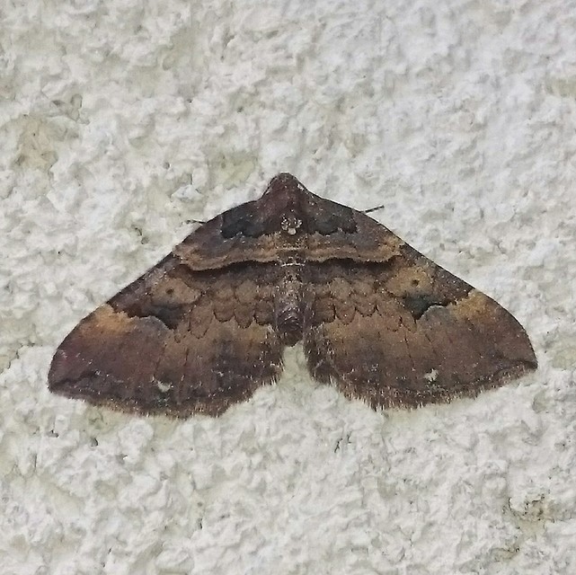 Earophila badiata - csipkerózsa-araszoló