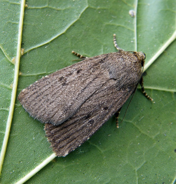 Amphipyra tragopoginis - bakszakállbagoly