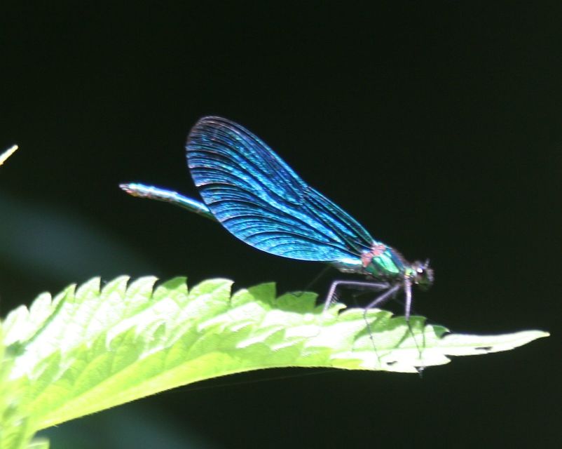 Calopteryx virgo - kisasszony-szitakötő