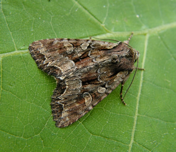 Lacanobia thalassina - borbolya-kertibagoly