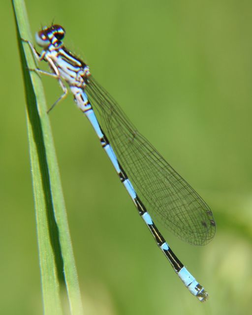 Coenagrion ornatum - díszes légivadász