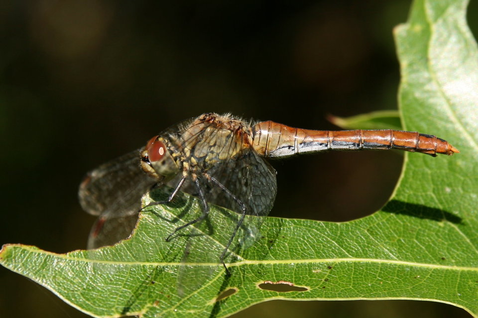Sympetrum sanguineum - vörös katona-szitakötő