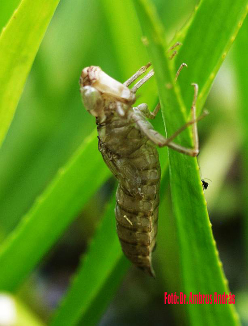 Aeshna viridis - kolokán-karcsúacsa Aeshna viridis - kolokán-karcsúacsa
