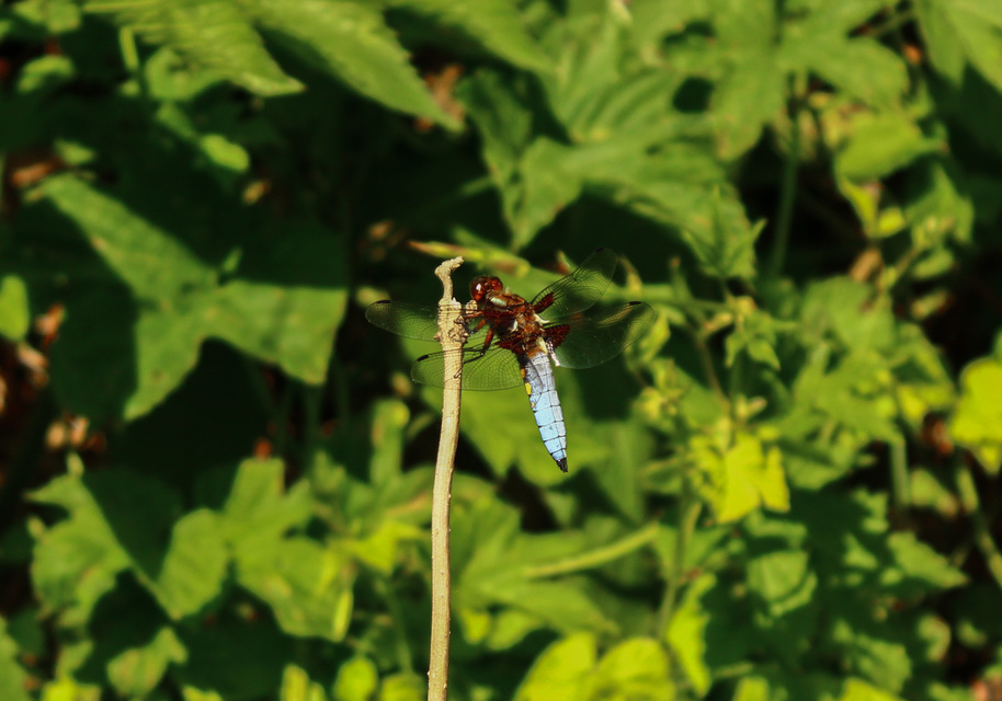 Libellula depressa - széles laposacsa